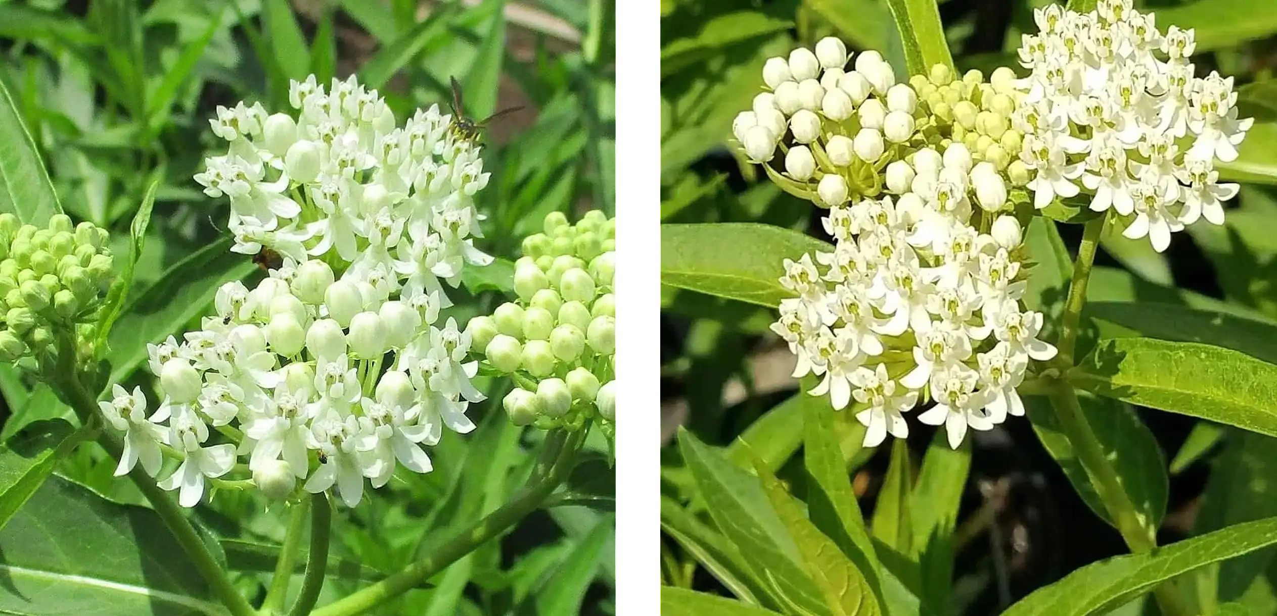 Generic White Milkweed