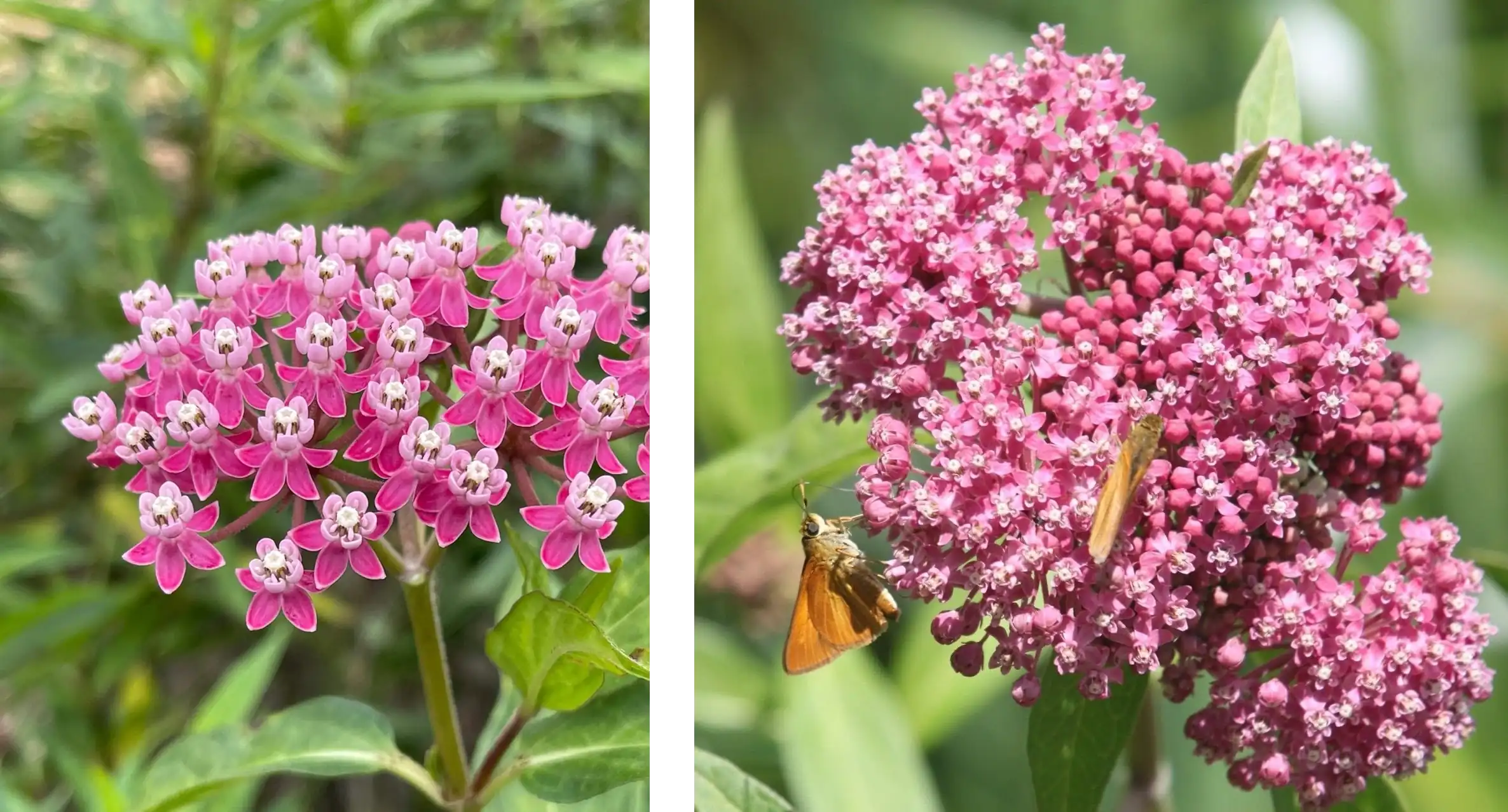 Asclepias incarnata ‘Soulmate’ (Swamp Milkweed)