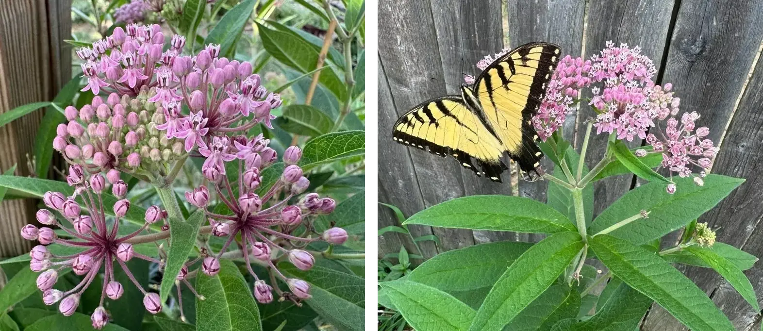 Eastern Swamp Fuzzy Milkweed